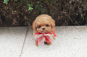 Lovely toy poodle puppy from Dalton