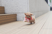 Lovely toy poodle puppy from Dalton