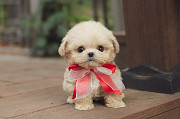 Lovely maltese puppy from Daly City