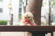 Lovely maltese puppy from Daly City