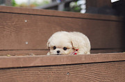 Lovely maltese puppy from Daly City