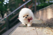 Lovely white pomeranian puppy from Damascus