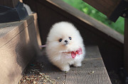 Lovely white pomeranian puppy from Damascus