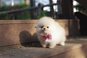 Lovely white pomeranian puppy from Damascus