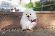 Lovely white pomeranian puppy from Damascus