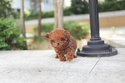 Lovely toy poodle puppy from Dania Beach