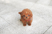 Lovely toy poodle puppy from Dania Beach
