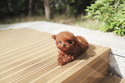 Lovely toy poodle puppy from Dania Beach