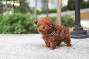 Lovely toy poodle puppy from Dania Beach