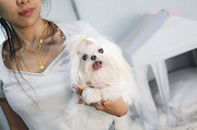 Lovely maltese, shih tzu mix (Malshi) puppy from Dania Beach