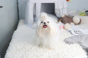Lovely maltese, shih tzu mix (Malshi) puppy from Dania Beach