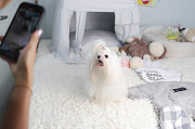 Lovely maltese, shih tzu mix (Malshi) puppy from Dania Beach