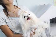 Lovely maltese, shih tzu mix (Malshi) puppy from Dania Beach