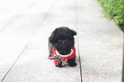 Lovely black toy poodle puppy from Little Rock