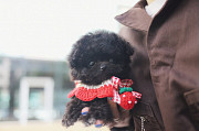 Lovely black toy poodle puppy from Little Rock