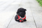 Lovely black toy poodle puppy from Little Rock
