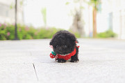 Lovely black toy poodle puppy from Little Rock