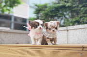 Lovely chihuahua puppy from Albany
