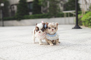 Lovely chihuahua puppy from Albany