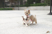 Lovely chihuahua puppy from Albany