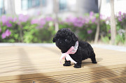 Lovely black toy poodle puppy from Amarillo