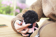Lovely black toy poodle puppy from Amarillo