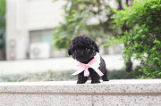 Lovely black toy poodle puppy from Amarillo