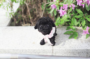 Lovely black toy poodle puppy from Amarillo