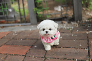 Lovely White fluffy puppy from Ashburn