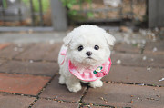 Lovely White fluffy puppy from Ashburn