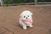 Lovely White fluffy puppy from Ashburn