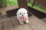Lovely White fluffy puppy from Ashburn