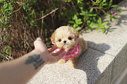Lovely chihuahua puppy from Ashland