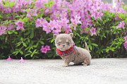 Lovely chihuahua puppy from Ashland