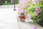 Lovely chihuahua puppy from Ashland