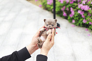 Lovely chihuahua puppy from Ashland