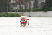 Lovely chihuahua puppy from Ashland