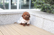 Lovely toy poodle puppy from Baton Rouge