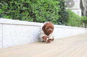 Lovely toy poodle puppy from Baton Rouge