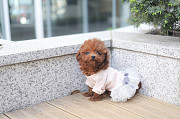 Lovely toy poodle puppy from Baton Rouge