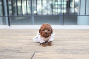 Lovely toy poodle puppy from Baton Rouge