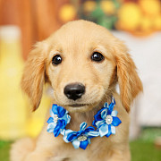 An Adorable Golden Retriever for Sale Athens