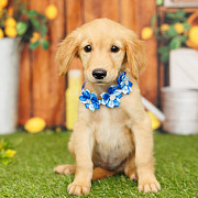 An Adorable Golden Retriever for Sale Athens