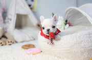 Lovely French bulldog from Back Mountain