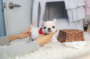 Lovely French bulldog from Back Mountain
