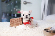 Lovely French bulldog from Back Mountain