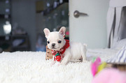 Lovely French bulldog from Back Mountain