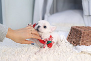 Lovely French bulldog from Back Mountain