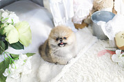Lovely pomeranian puppy from Bedford