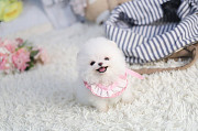 Lovely White pomeranian puppy from Beacon